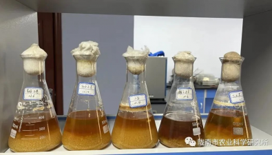 甘肃陇南：黑木耳液体菌种生产技术取得突破性进展