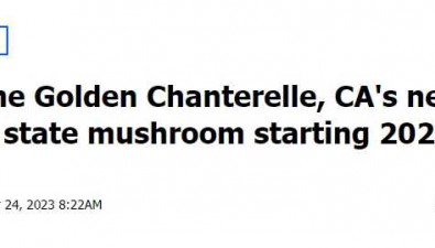 金鸡油菌从2024年起成为加州新官方蘑菇