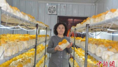 賀娟英：香菇大戶試種金耳菌，每個溫室產1800斤