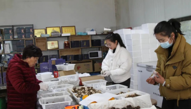 云南麗江：羊肚菌種植面積超8000畝