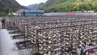 陜西柞水：總書記點贊的木耳又有喜人成績