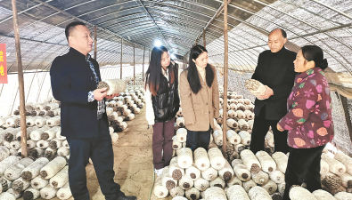 實地走訪，解決食用菌種植難題