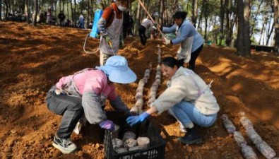 贵州安龙县：“村合作社+企业+农户”发展食用菌产业