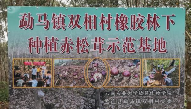 云南普洱孟連：畝產3000-4000公斤，赤松茸示范基地豐收了