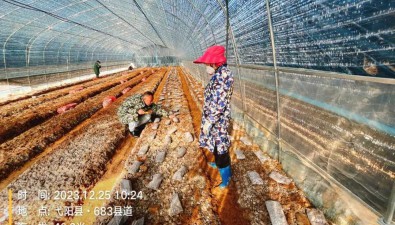 江西上饒：2023年羊肚菌種植試驗順利開展