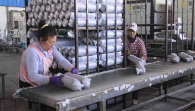 恒烜菌業(yè)：引進(jìn)新技術(shù)，年產(chǎn)菌棒3000萬棒