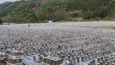 广西田林县：六隆镇食用菌种植示范基地达110亩