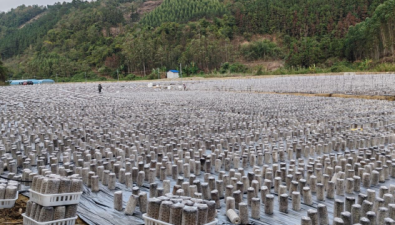 廣西田林縣：六隆鎮食用菌種植示范基地達110畝