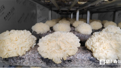 云南尋甸縣：食用菌菇種植項(xiàng)目正式投入運(yùn)營