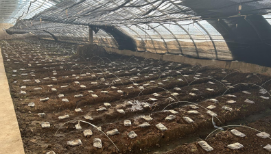 甘肃康乐县：羊肚菌已大量出菇