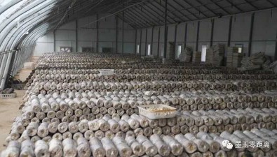 賽得旭生物：產(chǎn)值4000萬元，撐開墨玉農(nóng)民“致富傘”