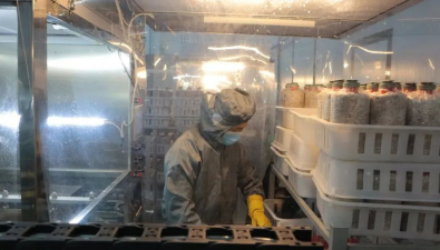 江蘇東海：總投資10億元 七河生物東海香菇智慧工廠“錢”景可期