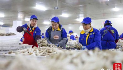 贵州省玉屏县：日产食用菌3万公斤