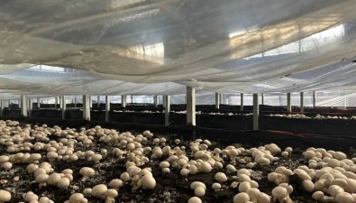 雷氏菌業：聯農帶農，助力鄉村振興