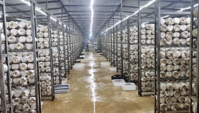 廣西橫州：北部灣食用菌基地首批秀珍菇豐收