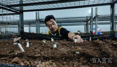 珍稀菌種植效率及收益如何實現“雙提升”？
