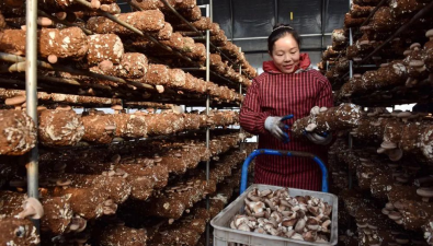 河北邢台：“公司+合作社+农户”模式发展香菇种植
