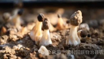 河北孟村：羊肚菌播种撒下致富新希望