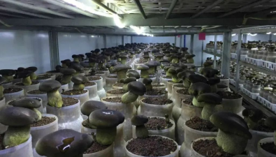 云南景洪：破譯生長“密碼” 野生菌人工繁育技術實現重大突破