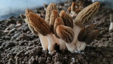 “菌中之王”羊肚菌“落戶”甘肅上秦鎮