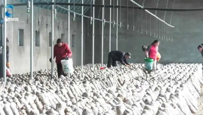 富農(nóng)基地：投資1594萬元，打造110畝食用菌種植項(xiàng)目