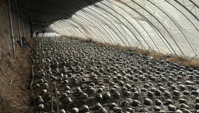 新疆伊寧市：大棚羊肚菌試種成功