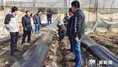 30天出菇突破时限，亩可增收万元！羊肚菌抢“鲜”上市