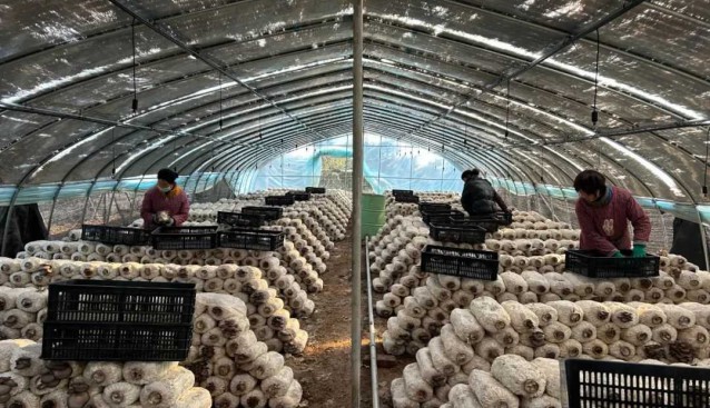 陕西兴平：东城“小蘑菇”释放大“蘑”力