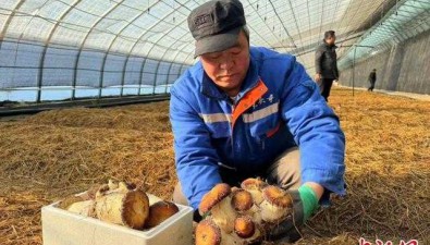 赤松茸在中国“盐湖城”试种成功，春节前可大面积出菇