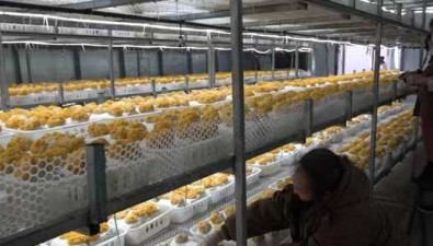 水润君赵农业：形成完整的食用菌产供销经济链