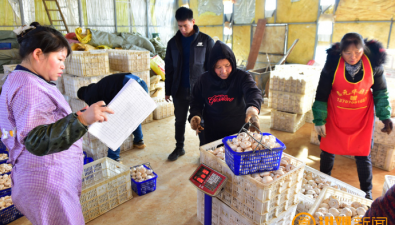 江西安義縣：雙孢菇加緊采摘