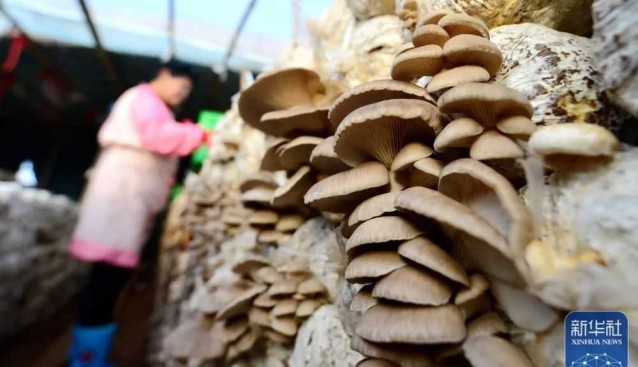 河北邯郸：延伸食用菌产业链条，每亩年均收入达7万元