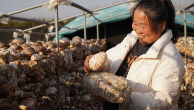 玉潤農(nóng)業(yè)：“蘑菇”院士坐鎮(zhèn)，鮮菇種到非洲