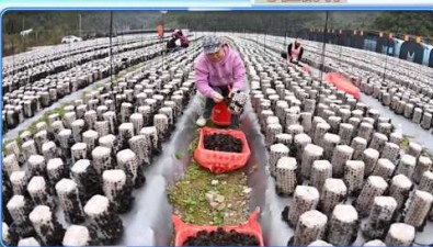 廣西羅城縣：種植木耳超過200萬棒