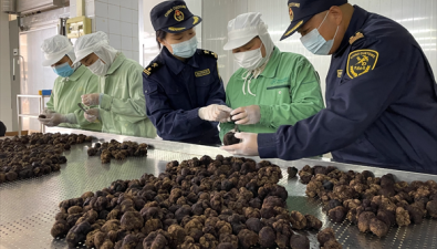 2023年云南出口食用菌8806.4噸