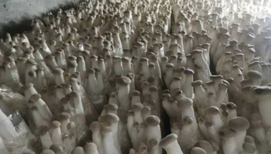 菇緣食用菌合作社：獲江蘇省典型推介