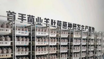 成功驯化野生羊肚菌 2万亩地，产值4亿元