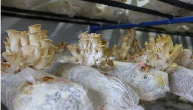 新疆库尔勒：首次引进培育黄金菇成功