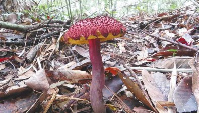 海南大型真菌加新22种