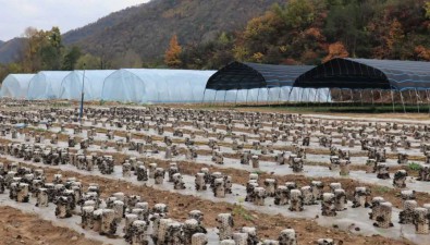 甘肃徽县：有效拓宽食用菌产品销路