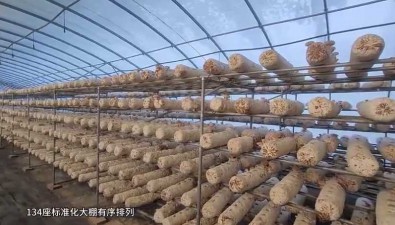 库尔勒食用菌产业园：百座大棚出菇旺，年产2600多吨