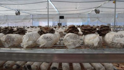菌多多農業(yè)科技產業(yè)園：10000棒平菇年產15噸左右