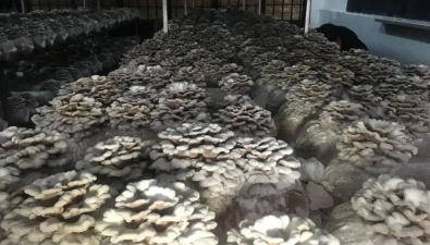 云南通海：食藥兼用菌白參菌喜迎上市期