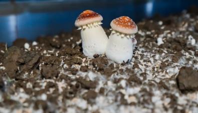 浙江平湖：舉辦不同棚型種植赤松茸現場觀摩會