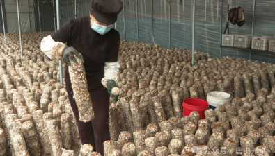 河北唐山：蘑菇丰收，抢“鲜”上市