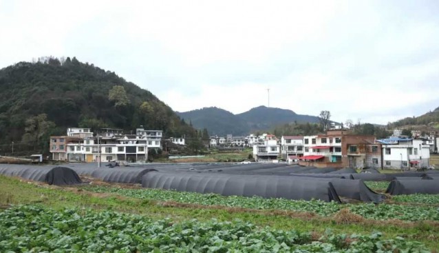 贵州三都：改良品种和技术，首批羊肚菌提前15天上市