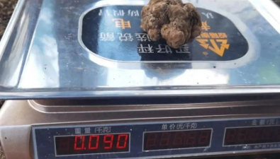 四川攀枝花：突破技術瓶頸 “黃金真菌食材”仿生栽培喜獲成功