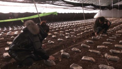 郭彥麟：返鄉創業，種植羊肚菌鋪就致富路