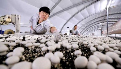 甘肃临泽县：食用菌产业园双孢菇开始采摘