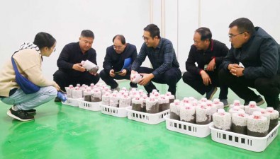 安徽蕪湖市種子站調研指導食用菌用種安全工作